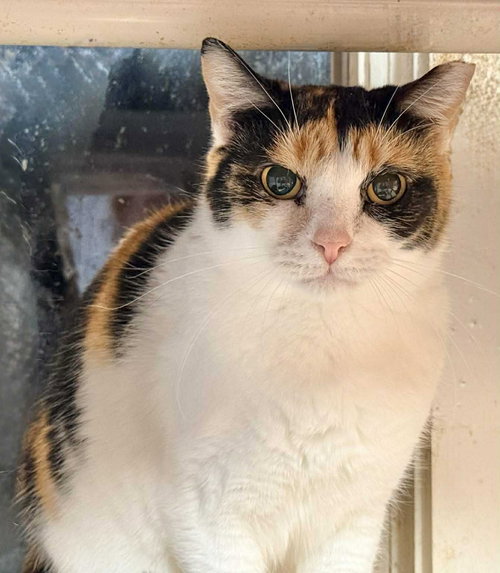 SASHA, Adult Calico (short coat), cat for adoption in Florence, Alabama