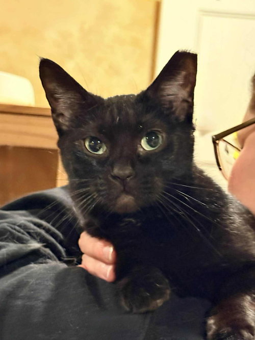 KK, Adult Domestic Short Hair (short coat), cat for adoption in Florence, Alabama