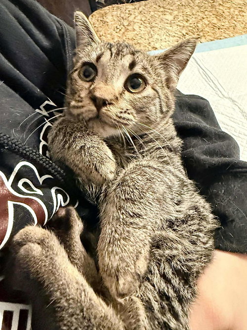 HITCHHIKER, Baby Tabby (short coat), cat for adoption in Florence, Alabama
