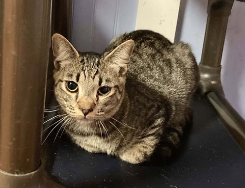 HITCHHIKER, a cat for adoption from Forgotten Felines Inc