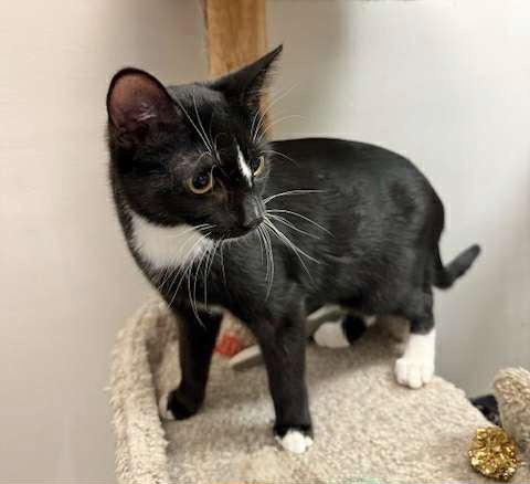 FIRECRACKER, Baby Tuxedo (short coat), cat for adoption in Florence, Alabama
