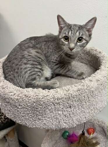 BETSY ROSS, Baby Tabby (short coat), cat for adoption in Florence, Alabama