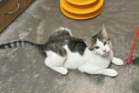Nori - Tabby