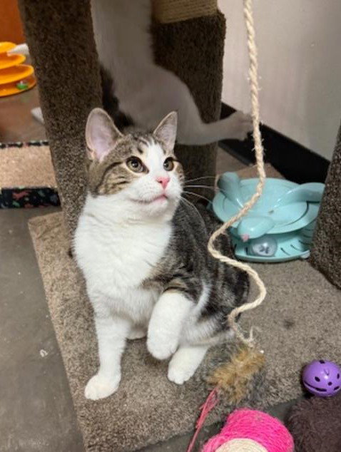 MISO, Baby Tabby (short coat), cat for adoption in Florence, Alabama