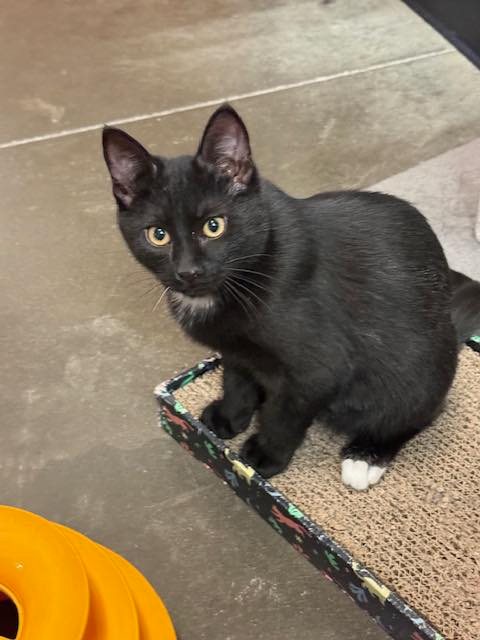 BARON, Baby Tuxedo (short coat), cat for adoption in Florence, Alabama