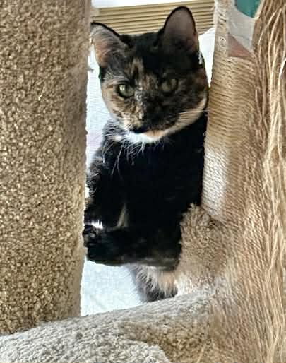 BLITZEN, Young Tortoiseshell (short coat), cat for adoption in Florence, Alabama