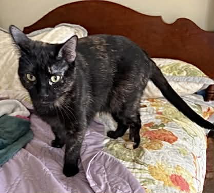 DANCER, Young Tortoiseshell (short coat), cat for adoption in Florence, Alabama