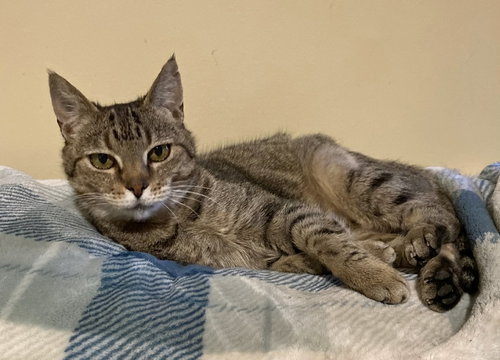 JESSAMINE, Young Tabby (short coat), cat for adoption in Florence, Alabama