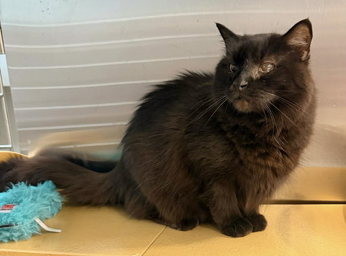 MICKEY, Adult Domestic Medium Hair (medium coat), cat for adoption in Florence, Alabama