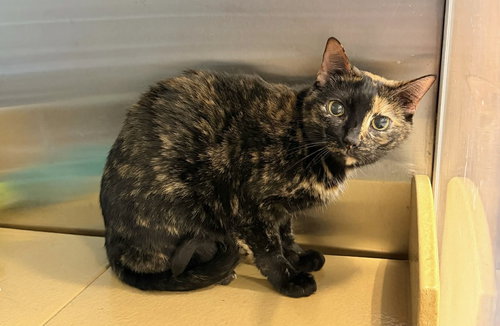 MINNIE, Adult Tortoiseshell (short coat), cat for adoption in Florence, Alabama