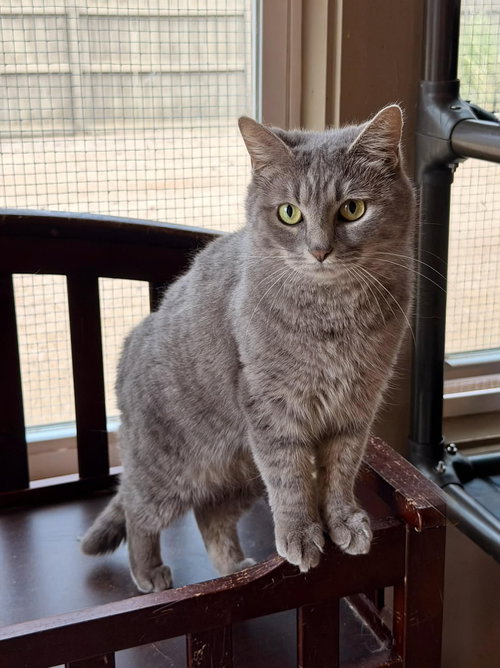 TROLLI, Young Tabby (short coat), cat for adoption in Florence, Alabama