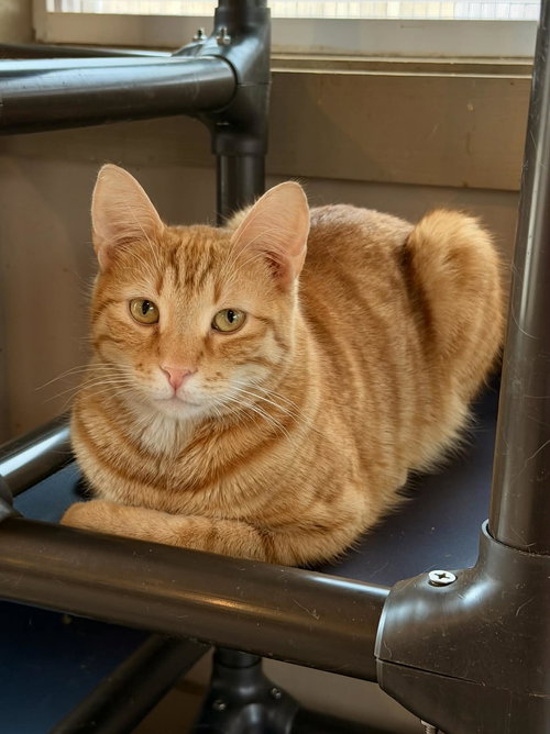 MEDFORD, Young Tabby (short coat), cat for adoption in Florence, Alabama