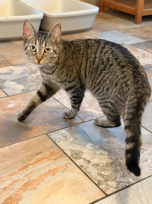 MAMBA, Young Tabby (short coat), cat for adoption in Florence, Alabama