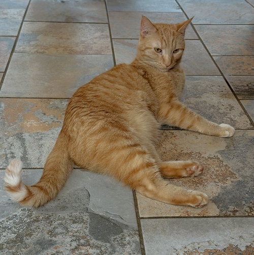 FLAME, an adoptable Tabby in Capshaw, AL