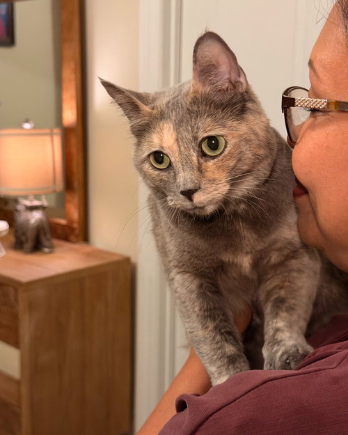 PEBBLES, an adoptable Tortoiseshell in Capshaw, AL