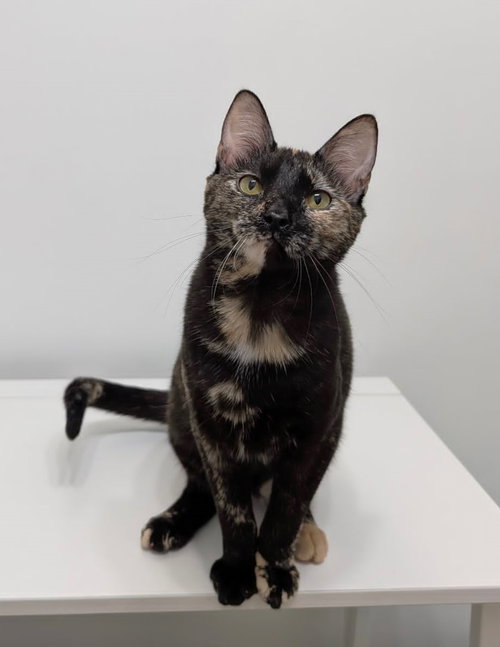 KATE, Young Tortoiseshell (short coat), cat for adoption in Decatur, Alabama