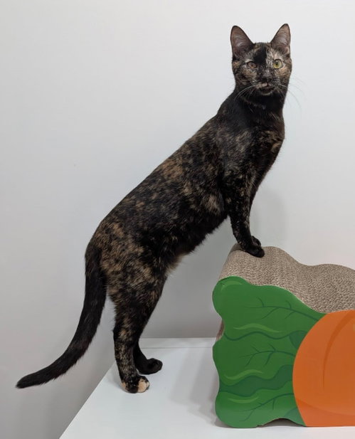 OLLIE, Young Tortoiseshell (short coat), cat for adoption in Decatur, Alabama
