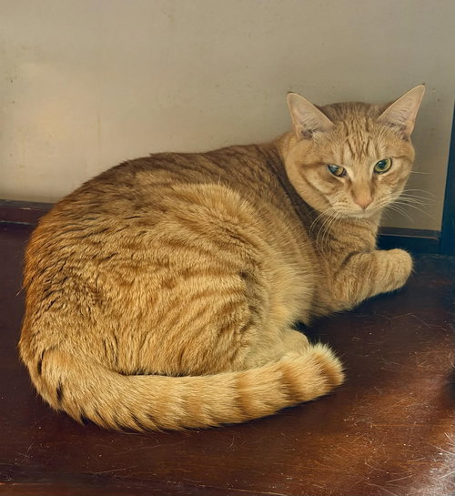 REDD, an adoptable Tabby in Capshaw, AL
