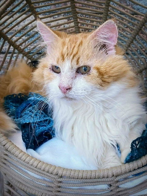MR SMITHERS, an adoptable Tabby in Capshaw, AL