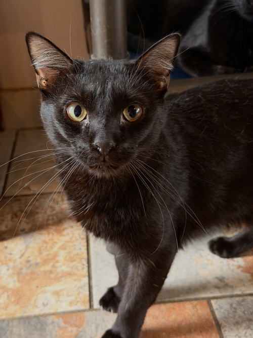 JUICY FRUIT, an adoptable Domestic Short Hair in Capshaw, AL