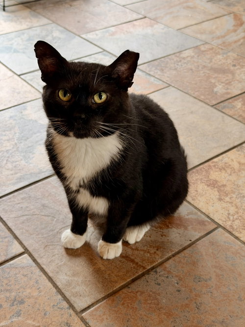 CHAOS, Adult Tuxedo (short coat), cat for adoption in Decatur, Alabama