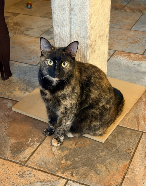 ANDES, Young Tortoiseshell (short coat), cat for adoption in Decatur, Alabama