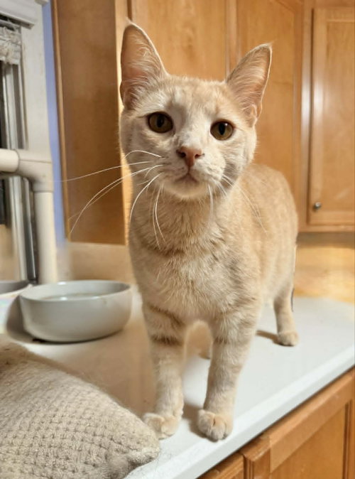POPPY, an adoptable Tabby in Capshaw, AL