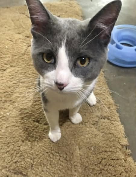 CARTER, an adoptable Domestic Short Hair in Capshaw, AL