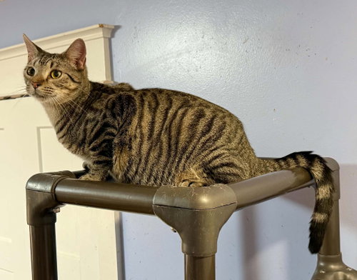 SANDY, an adoptable Tabby in Capshaw, AL