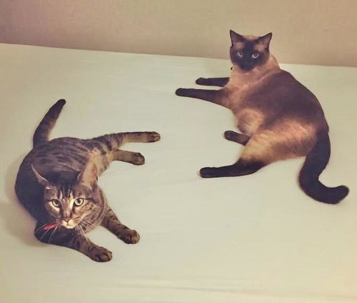 BRUCE and GHOSTFACE, an adoptable Siamese in Capshaw, AL