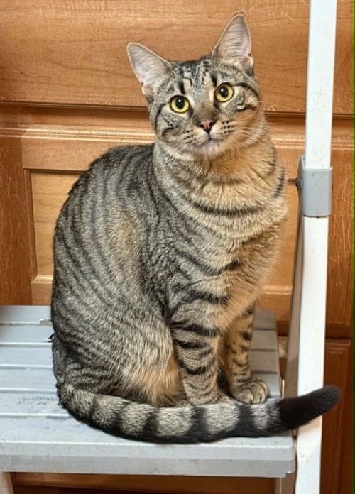 LACROSSE, an adoptable Tabby in Capshaw, AL
