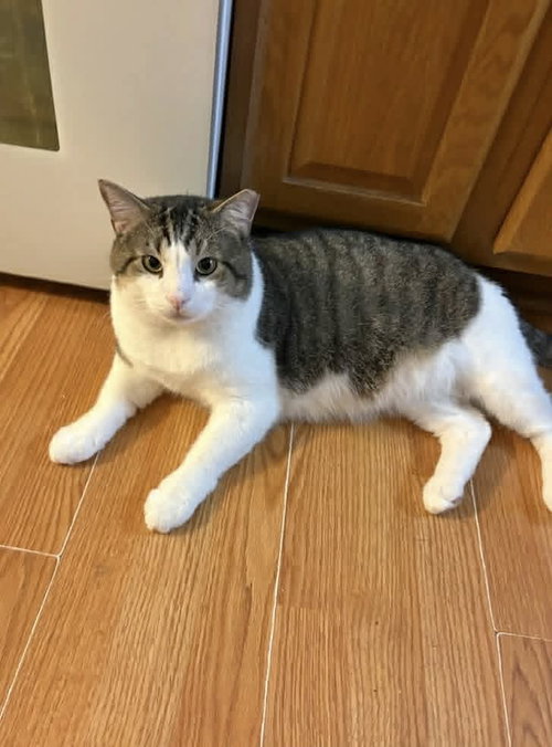 BUCKY, an adoptable Tabby in Capshaw, AL