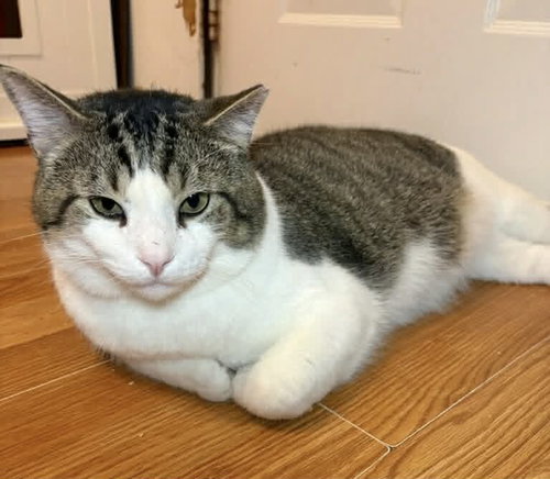 Photo 3 of BUCKY