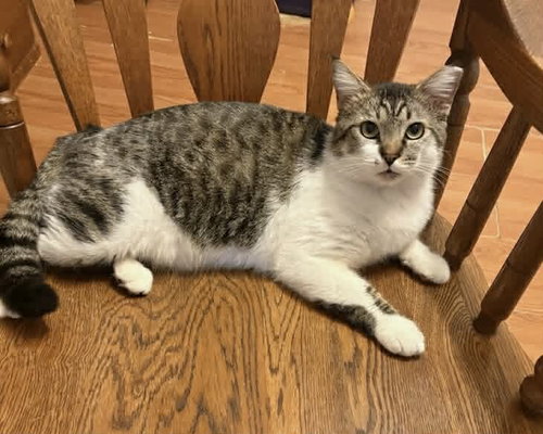 DUDE, an adoptable Tabby in Capshaw, AL