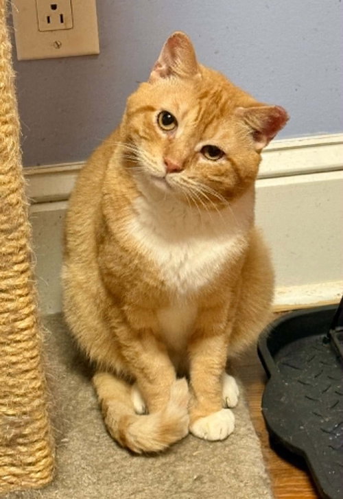 KEATON, Adult Tabby (short coat), cat for adoption in Decatur, Alabama