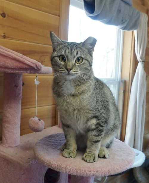 ROSALINA, Young Tabby (short coat), cat for adoption in Decatur, Alabama
