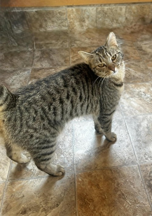 DAISY, Baby Tabby (short coat), cat for adoption in Decatur, Alabama
