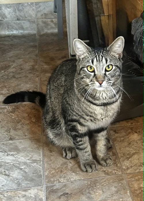 SHY GUY, Baby Tabby (short coat), cat for adoption in Decatur, Alabama