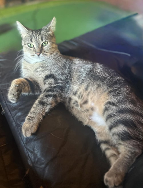 SPARKY, Young Tabby (short coat), cat for adoption in Decatur, Alabama