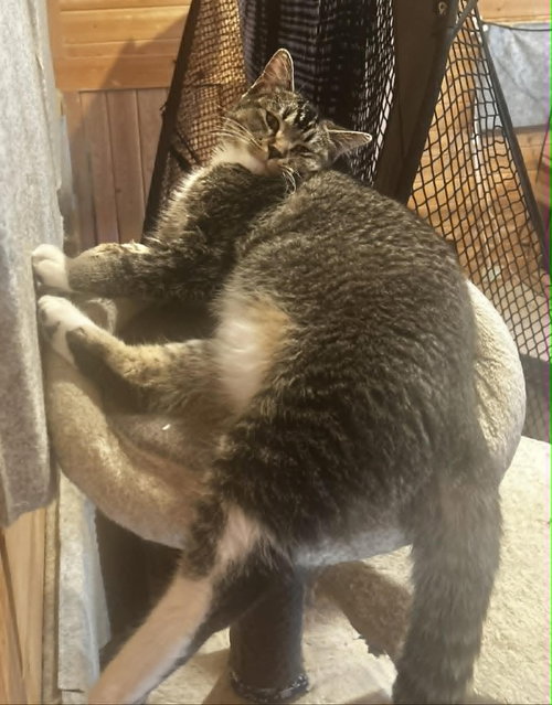 PISTOL, Baby Tabby (short coat), cat for adoption in Decatur, Alabama