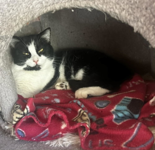 POPSICLE, Young Domestic Short Hair (short coat), cat for adoption in Decatur, Alabama