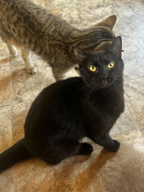 PEACH, Baby Domestic Short Hair (short coat), cat for adoption in Decatur, Alabama