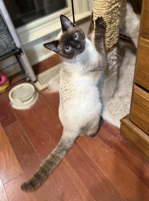 ROCKET, Young Siamese / Mixed (short coat), cat for adoption in Decatur, Alabama