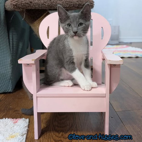 TORTELLINI, Baby Domestic Short Hair (short coat), cat for adoption in Decatur, Alabama