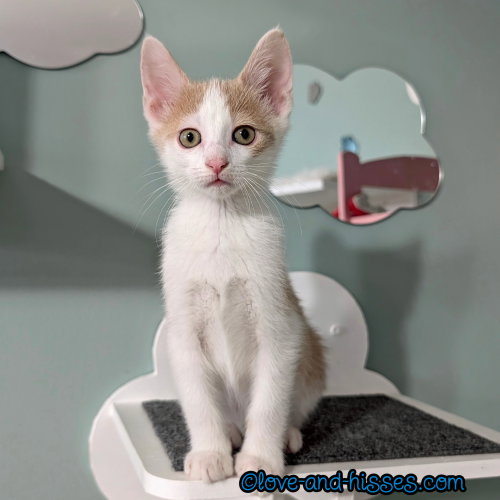 WONTON, Baby Domestic Short Hair (short coat), cat for adoption in Decatur, Alabama
