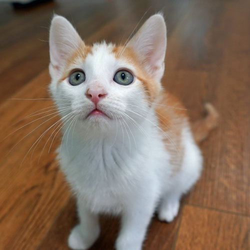 PIEROGI, Baby Domestic Short Hair (short coat), cat for adoption in Decatur, Alabama