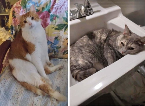 PJ and JACKIE SUE, Adult Domestic Short Hair (short coat), cat for adoption in Decatur, Alabama