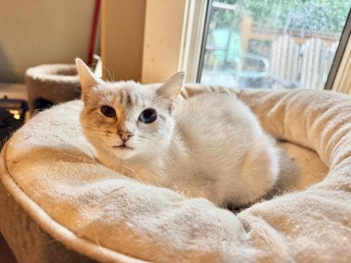 WILLOW