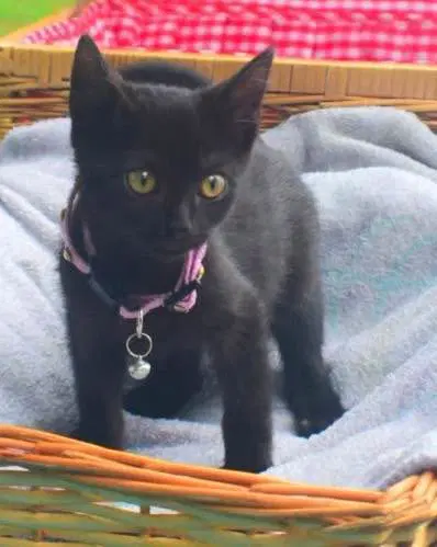 Meringue - Domestic Short Hair