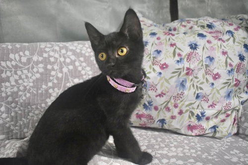 MERINGUE, a cat for adoption from Forgotten Felines Inc
